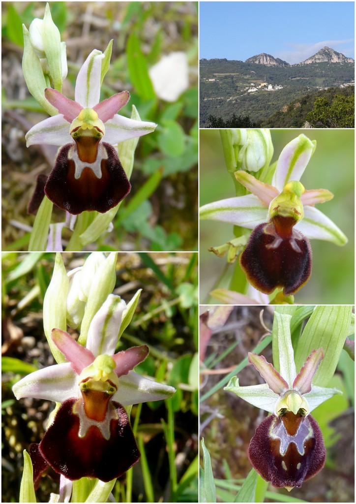 Orchidee in Sardegna, un fine settimana a 78 giri!